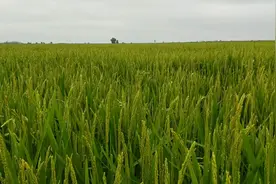 水稻防治稻瘟病，打拿敌稳有说影响米的质量。有什么好的推荐一下视频封面