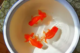 冬日里给日寿种鱼晒太阳作日光浴视频封面