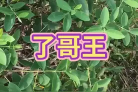 正宗贼佬药王酒