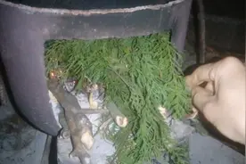 春节vlog：特殊时期，少出门，多宅家。薰柏树叶，能杀菌净化空气