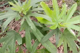 什么是五爪金龙？它与三爪金龙，有什么不同。