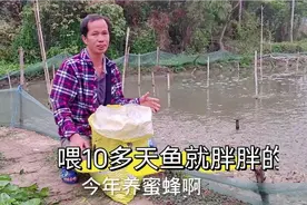 大叔高密养塘角鱼，卖了两万块的蜜蜂糖全买饲料，喂10天鱼很肥视频封面