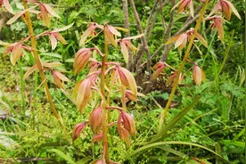 信阳小伙要送一些兰花给喜欢养兰草的朋友 有需要的抓紧来领额