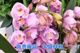 过年养什么花好呢？看看大花蕙兰，高贵雍容，寓意新年万事如意