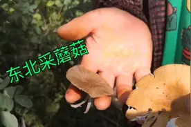 东北雨后大爷大妈采蘑菇，不认识的蘑菇也采，山上杨树蘑有毒吗？