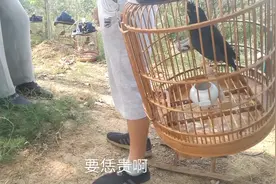 山东菏泽鸟市上，有人要卖自养的画眉八哥和百灵，看看价钱合适不视频封面