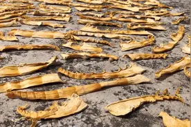 这种竹笋晒干才好吃，教你晒笋干技巧，颜色金黄不发黑视频封面