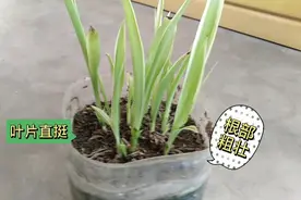 柔软细嫩的吊兰经过俩次修剪，竟然变的粗壮直立。视频封面