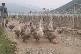 农大爷去放鹅，为什么鹅兴奋滚下河？#三农小分队#我眼里的春天#