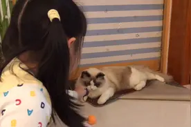 买一堆玩具，可这猫都不喜欢玩，小姐姐玩它还不愿意