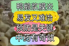 鸭鹅浆膜炎多发，让养殖户头疼😣，预防有流程，中药有奇效👍