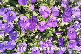 成都市最便宜房子，6500每平买青白江70年住宅，划算不。