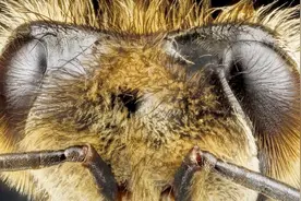 成千上万只蜜蜂，只有一只蜂王，那蜂王是怎么出世的呢？视频封面