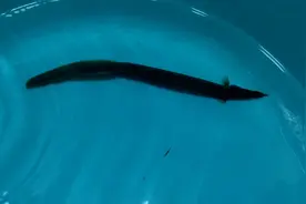 【宛莫记】今天钓到一条鱼，尖嘴，背上有刺，似泥鳅!中华刺鳅!