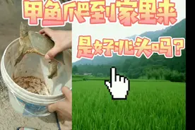 野生甲鱼半夜爬到家里。可以吃吗。是好兆头吗。求评论