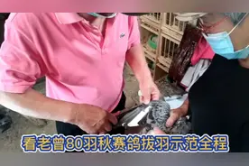 重启看老曾80羽秋赛鸽，拔羽示范全程视频封面