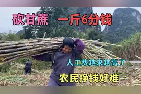 广西雇人砍甘蔗一斤6分钱，60岁老人也能扛100斤一捆，蔗农好难视频封面