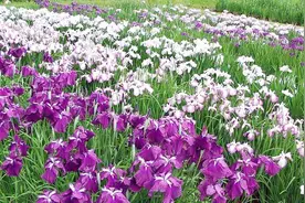 我的世界：全自动刷花 刷种子 七夕再也不缺花了