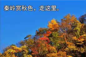 秦岭秋色，即将在这里呈现。视频封面
