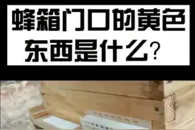 蜜蜂排泄物视频封面