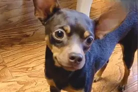 这只鹿犬没人敢养，智商真是太高了，主人都怕被它算计！视频封面