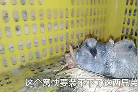 看看12天幼鸽子长怎样！都这么大了，鸽子窝装不下了。