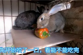 兔子也吃辣椒？小侯拿一个辣椒喂兔子，看看兔子吃完是什么反应