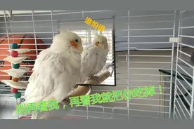 玄凤鹦鹉爱照镜子，爱美自恋，会不会被镜子里的自己萌到