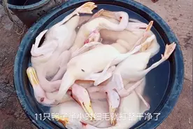 鸭子宰了11只，想快速拔毛只用一招，鸭子就像脱了衣服一样干净
