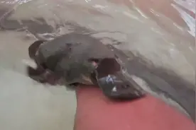 突然好想养一只鸭嘴兽！