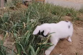 猫咪院里逮只虫子，想跑但始终没逃过猫咪手掌，最后玩死，可爱！