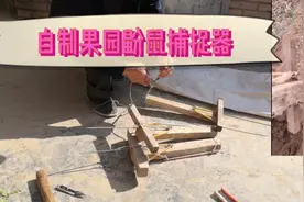 甘肃农家果园鼢鼠危害严重，果农自制工具抓老鼠，效果明显。