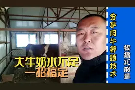 养繁殖母牛大牛奶水不足这个办法非常好用，长期做有催肥效果。视频封面