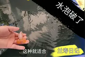 糟糕！水泡金鱼的水泡破了一颗 破掉的水泡像一个葡萄皮 你见过吗