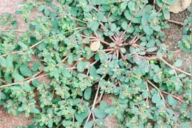 农村常见的这种野草，是极其珍贵的药材，农民称作“卧蛋草”