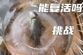 实验证明：冰冻的鱼是可以复活的！视频封面