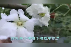 种葫芦怎样人工授粉？把小蜜蜂该干的活自己干了