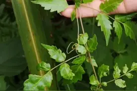 天然本草黄酮含量之王
