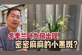 冬季兰叶上出现密密麻麻的小黑斑，兰友很疑惑，罪魁原来是它！视频封面