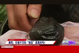 8万一克，男子手持125克，这价值千万的“猪宝”是真的么？视频封面