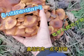 白杨树墩上长蘑菇，有人说鲜美好吃，还有人说有毒，你敢吃吗？视频封面
