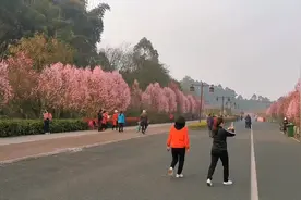 乐山•绿心路 已是花的世界 久违了视频封面