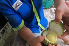 带你了解世界上最小的榴莲 泰国巴掌BB榴莲 你们一口气能吃几个？
