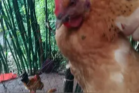 四川土鸡品种青脚麻鸡，养殖创业好项目，四个月长到四斤快出笼啦