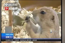 养土拨鼠当宠物？很危险！ 专家：易咬人，还可能携带鼠疫病毒