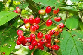 四川大巴山地区有一种罕见的野果，当地人叫野柿子，你见过没？视频封面