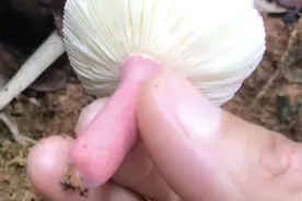 变身采蘑菇的小姑娘，却误采毒蘑菇，看看如何分辨小毒红菇和红菇