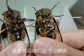 上海金蝉你知道多少，金蝉分公母的，你了解？和我一起来看看吧，