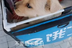 去景德镇狗市场买狗崽视频封面