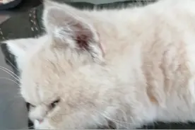 加菲猫因鸡骨头卡食道，几天不吃不喝，虚弱不能行走，被遗弃，